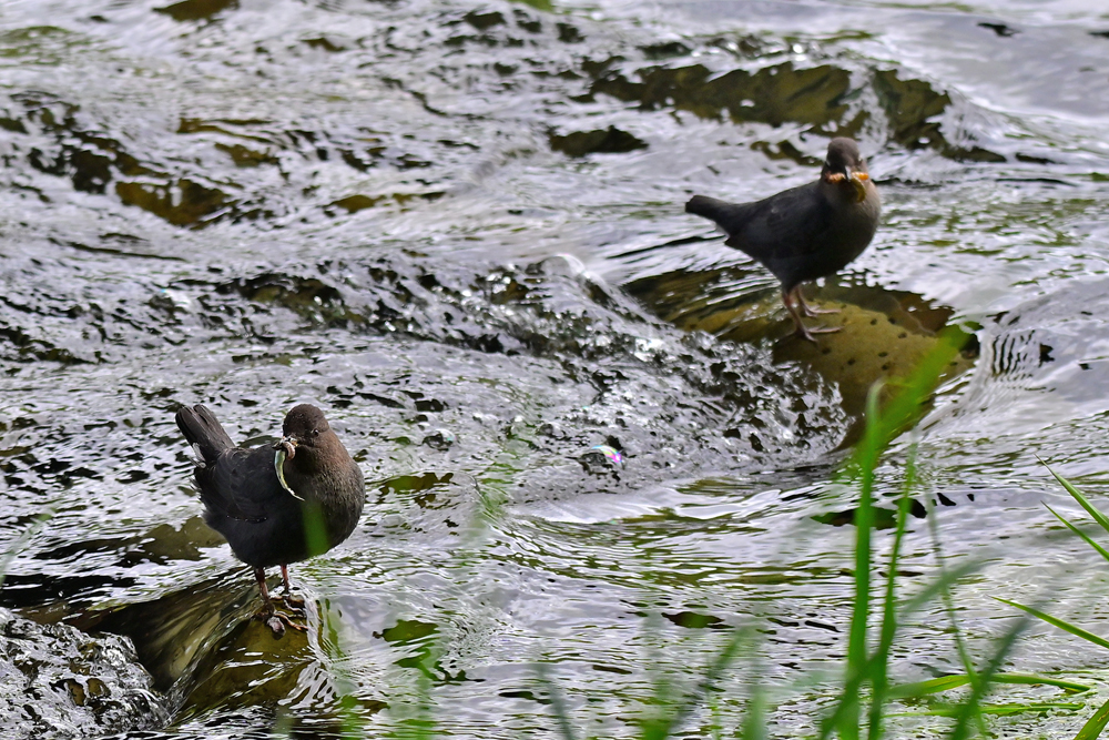 American Dipper American Dipper